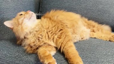 Mırıldanan kızıl kedi gri bir kanepede yatıyor.