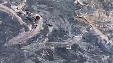 Büyük mersin balıkları mersin balığı çiftliğinde suda yüzer ve su sıçratır.