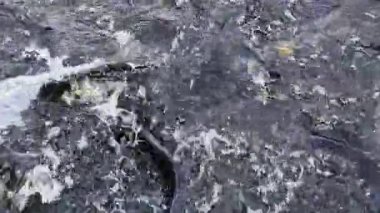 Büyük mersin balıkları mersin balığı çiftliğinde suda yüzer ve su sıçratır.