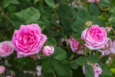 Bahçenin iki pembe çiçeği, koyu yeşil bir arka planda, buğulanmış gövdeler üzerinde yükseldi. Bulutlu bir sabah, üst manzara, seçici bir odak noktasında.