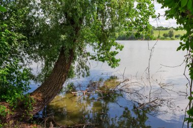 Göl kıyısında büyüyen yaşlı söğüt. Gövdesi suya eğilmiş. Güneşli yaz günlerinde suyla birlikte ince dalları var.