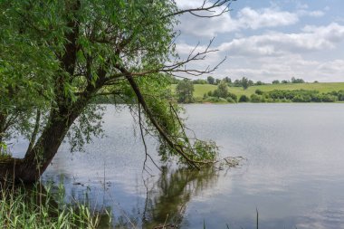 Yaşlı söğüt, kırık bir dalla bir göl kıyısında yetişiyor ve yaz güneşli bir günde karşı tepe ve gökyüzüne karşı suya düşüyor.