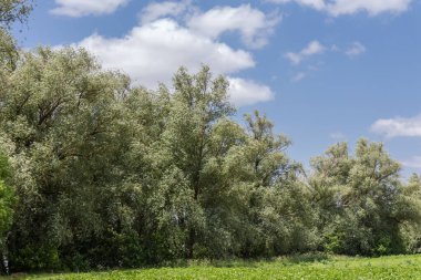 Yazın güneşli bir günde, güçlü bir rüzgar eserken, bulutlu gökyüzüne karşı, bir su deposundaki yaşlı söğütler.