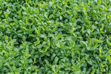 Taze yeşil yaprakları olan genç düğüm çiğ damlacıkları yoğun bir çayırda yetişiyor, yaz güneşli sabahları yakın plan çekimde.