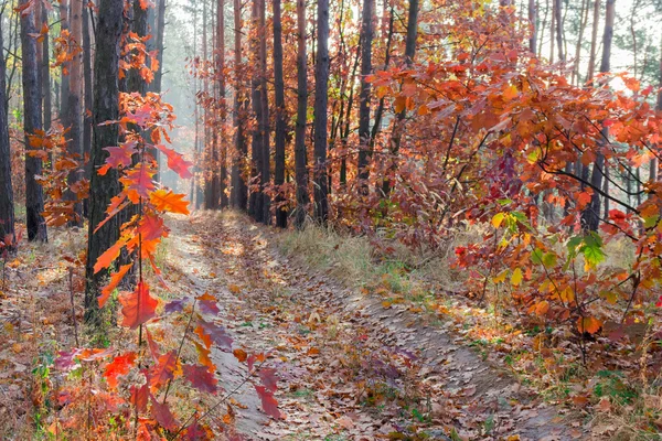 Pad in het herfstbos — Stockfoto