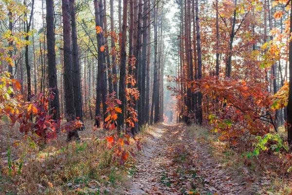 Chemin dans la forêt d'automne — Photo