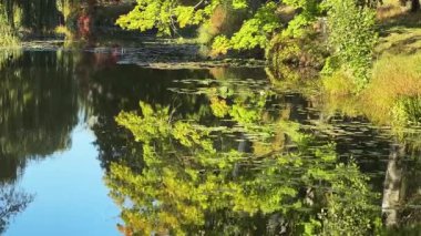 Sonbahar parkında suyun üzerinde sarkan dalların yansıması.
