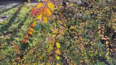 Güneşli bir sabahta nemli sonbahar yapraklı Spiraea çalısı.