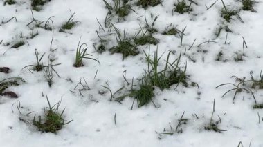 Islak karla kaplanmış ve çimlerle kaplanmış bir açıklık.