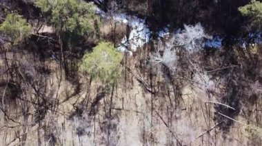 Yaprakları dökülen yaprak döken orman, hava manzarası...