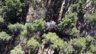 İlkbaharın başlarında çam ve huş ağaçları, hava manzarası