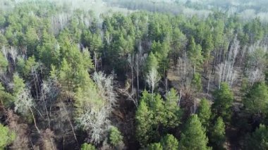 Çam ve yaprak döken orman ilkbahar güneşli gün, hava manzarası