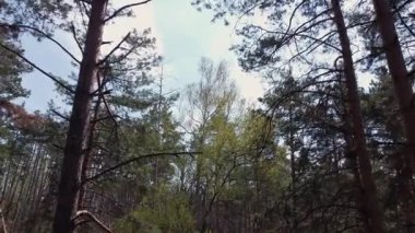 Bahar güneşli bir günde ormandaki eski çamlar ve huş ağaçları