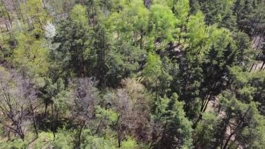 İlkbaharda çam ve huş ağaçları güneşli bir günde, hava manzarası