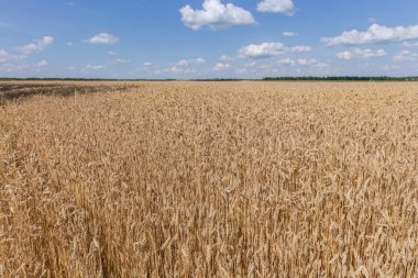 Olgun kış buğday tarlaları gökyüzüne karşı ve uzak ağaçlar yaz güneşli bir günde ufukta