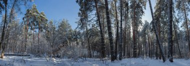 Yüksek çam ağaçları ve diğer yaprak döken ağaçlarla kaplı karlı ormanın tepe kısmı kış güneşli bir günde karla kaplanmış çalılar, buzullar ve buzullar, geniş panoramik manzara.