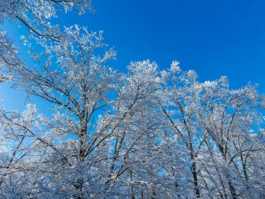 Uzun meşe ağaçlarının tepesindeki bagaj ve dallar karla kaplıdır, ormandaki dondurucu yağmurdan sonra donar ve buzlar donar, aşağıdan yukarıya, açık mavi gökyüzüne uzanır.