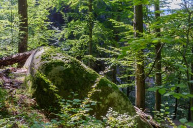 Dağ kayın ormanları, kumtaşından kayalık çıkıntılar ve büyük yuvarlak kayalar, sonbahar güneşli bir günde ön planda yeşil yosun ile kaplanmış.