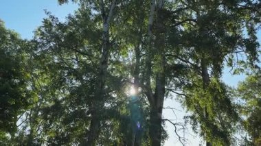 Güneşli bir sonbahar gününde parktaki eski uzun kavruklar