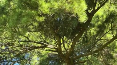 Parktaki eski doğu beyaz çam dalları ve gövdesi