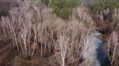 Dik göl kıyılarındaki çam ve huş ağaçları, hava manzarası