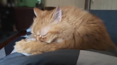 Tüylü kızıl kedi yatar ve ön patisini yalar.