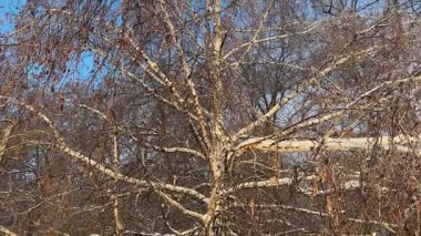 Birch tepesi, dondurucu yağmurdan sonra buzla kaplanmış.