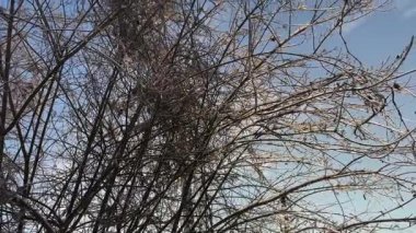 Donmuş yağmurdan sonra buzla kaplı büyük bir çalı.