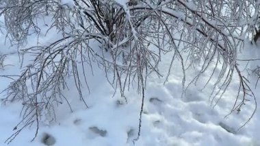 Dondurucu yağmurun ardından kar ve buz kaplı Spiraea