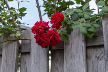 Gri ahşap çitlerden sarkan bir dalın üzerinde, bulutlu bir günde bahçenin birkaç koyu kırmızı çiçeği yükseldi.