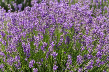 Güneşli bir günde çiçek açan lavantanın çalısı, seçici odak noktasında yakın plan.