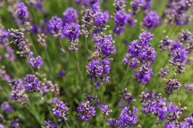 Lavanta çalılığının gövdesindeki çiçek enfeksiyonları. Güneşli bir günde çalılığın diğer kısmının bulanık arka planında uçan arılar. Seçici bir odak noktasında yakın plan.