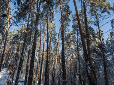 Yüksek çam ağaçları ve diğer yaprak döken ağaçlarla kaplı karlı ormanın tepe kesimi kışın güneşli bir günde karla kaplı çalılar, buzullar ve buz tabakası.