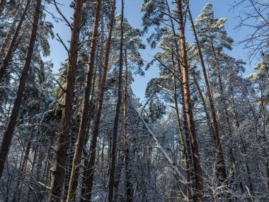 Kış güneşli bir günde, karlı bir ormanda dondurucu bir yağmurun ardından kar, buzullar ve buz tabakalarıyla kaplı uzun çam ağaçları ve dalları, açık gökyüzüne karşı taban manzarası.