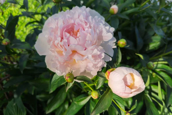 Bahçenin çiçekli, narin, beyaz, pembe taç yaprakları ve çiçek tomurcukları olan bitkisel şakayık çiçekleri. Üst manzara seçici odak noktasında.