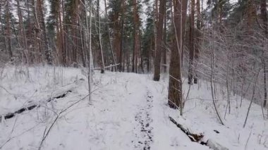 Bir kar yağışı sırasında çam ve yaprak döken ormanın bir parçası