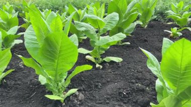 Yaz aylarında tarlaya taze tütün ekiliyor.