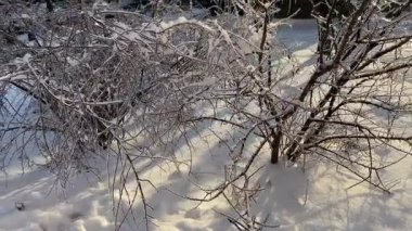 Karla kaplı spiraea çalıları ve buz kabuğu