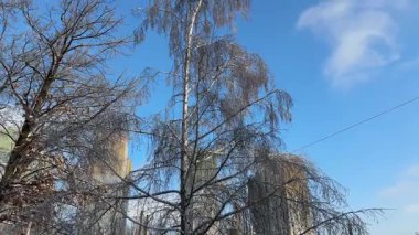 Dalları buz kabuğuyla kaplı huş ve meşe ağaçları.