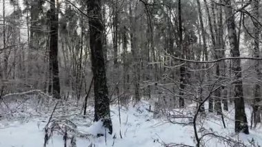 Güneşli bir günde farklı ağaçlar ve çalılarla kaplı karlı bir orman.
