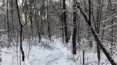 Güneşli bir günde farklı ağaçlar ve çalılarla kaplı karlı bir orman.