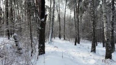 Güneşli bir günde farklı ağaçlar ve çalılarla kaplı karlı bir orman.
