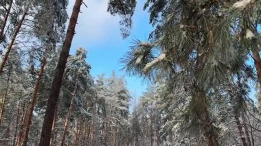 Kış ormanında buzla kaplı eski çamlar.