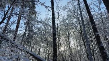 Ağaçlar ve çalılar ormandaki buz ve karla kaplı.