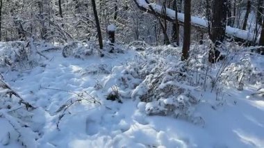 Ağaçlar ve çalılar ormandaki buz ve karla kaplı.