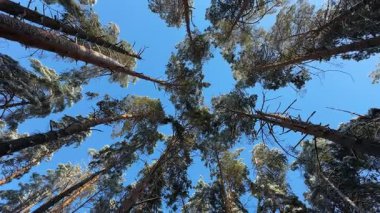 Kış ormanlarındaki çam ağaçlarının tepeleri, gökyüzüne karşı alt manzara.