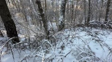 Kış ormanında buzla kaplı eski çamlar.