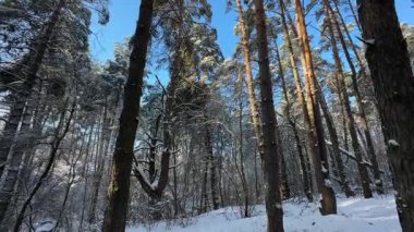 Kışın güneşli bir günde eski çamlarla kaplı karlı çam ormanı
