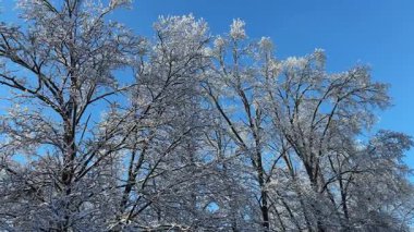 Açık gökyüzüne karşı karla kaplı eski meşelerin tepeleri