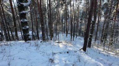 Kış ormanında karla kaplı yüksek çam ağaçları.